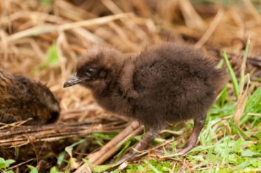 A baby kiwi. A baby kiwi.