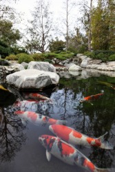 Large koi in a pond. Large koi in a pond.