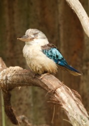 A kookaburra. A kookaburra.
