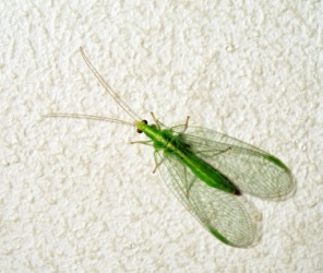 A green lacewing. A green lacewing.