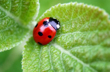 A ladybug on a leaf. A ladybug on a leaf.