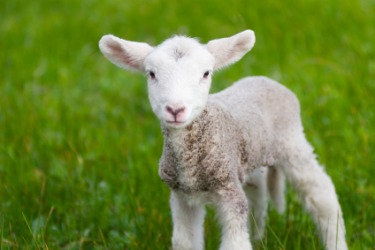 A cute little lamb. A cute little lamb.