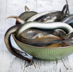 A bowl of lampreys. A bowl of lampreys.
