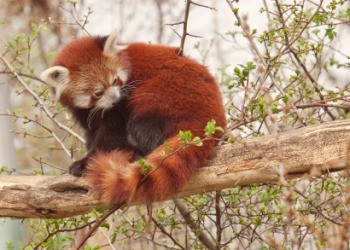 The lesser panda. The lesser panda.