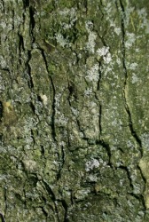 Lichen on tree bark. Lichen on tree bark.
