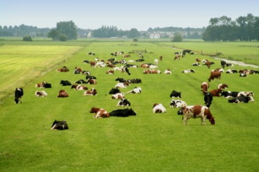 Livestock in a field. Livestock in a field.