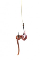 A worm is used here as a lure. A worm is used here as a lure.