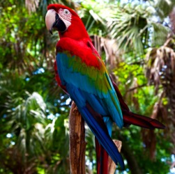 A beautiful macaw. A beautiful macaw.
