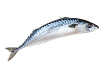A mackerel. A mackerel.