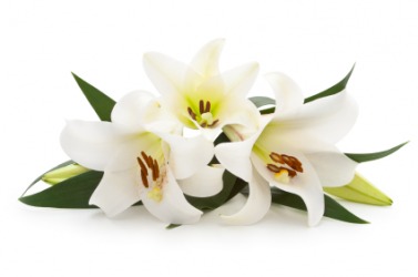 Beautiful Madonna lilies. Beautiful Madonna lilies.