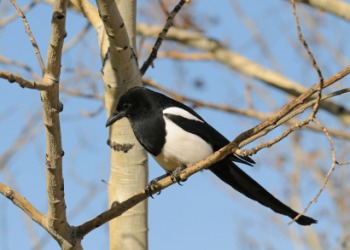 A black billed magpie. A black billed magpie.