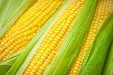 Ears of maize. Ears of maize.