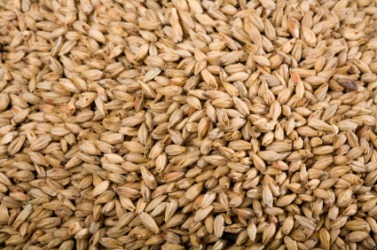 Detail of malt made from barley. Detail of malt made from barley.