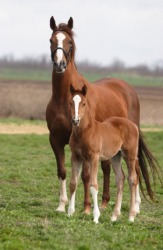 A mare and her foal. A mare and her foal.