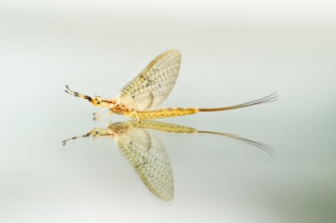 The adult mayfly or dayfly. The adult mayfly or dayfly.
