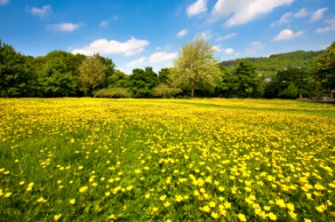 A meadow full of flowers. A meadow full of flowers.
