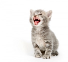 Meou is the sound a kitten makes. Meou is the sound a kitten makes.