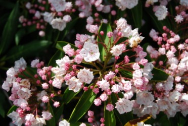 Flowers on a mountain laurel sometimes called a calico bush. Flowers on a mountain laurel sometimes called a calico bush.