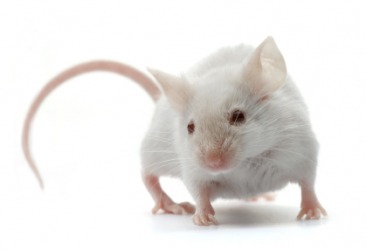 A cute little white mouse. A cute little white mouse.