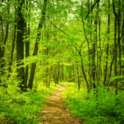 A myriad of trees in a forest. A myriad of trees in a forest.