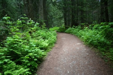 A nature trail through a forest. A nature trail through a forest.