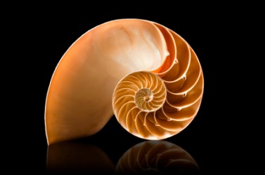 A nautilus shell. A nautilus shell.