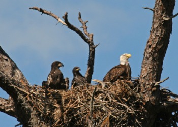 Young aeries, or baby eagles in their nest with mother eagle. Young aeries, or baby eagles in their nest with mother eagle.