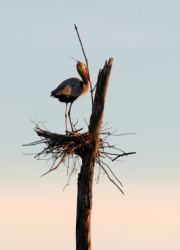 To build a nest is to nidify. To build a nest is to nidify.