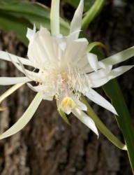 Night-blooming cereus. Night-blooming cereus.