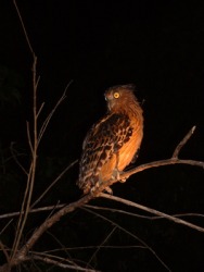 A night owl perched in a tree. A night owl perched in a tree.