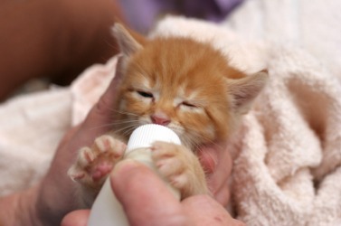 A tiny kitten being nourished. A tiny kitten being nourished.