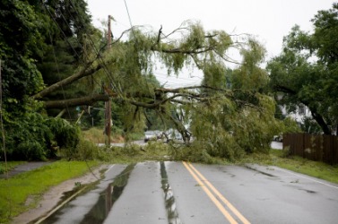 This fallen tree is an obstruction. This fallen tree is an obstruction.