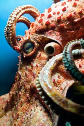 A giant octopus. A giant octopus.