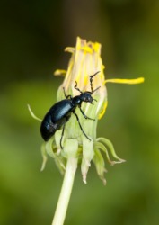 An oil beetle. An oil beetle.