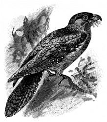 An engraving of the guacharo or oilbird. An engraving of the guacharo or oilbird.
