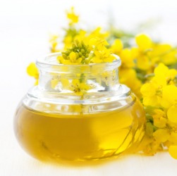 Fresh oil made from oilseed. Fresh oil made from oilseed.