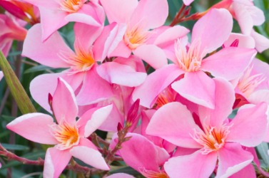 Pink oleander flowers. Pink oleander flowers.
