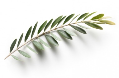 An olive branch, the symbol of peace. An olive branch, the symbol of peace.