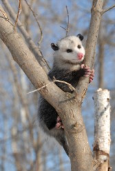 An opossum in a tree. An opossum in a tree.