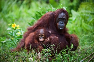 A mother orangutan and her baby. A mother orangutan and her baby.