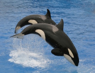 A pair of orcas. A pair of orcas.