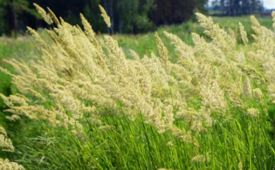A field of orchard grass. A field of orchard grass.
