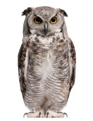 A great horned owl. A great horned owl.