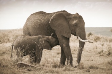 The elephant is an example of a pachyderm. The elephant is an example of a pachyderm.