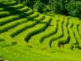 Paddy fields. Paddy fields.
