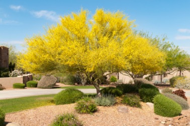 A palo verde in bloom. A palo verde in bloom.
