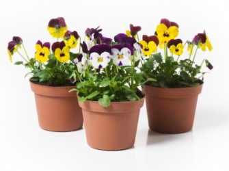 Potted pansies. Potted pansies.