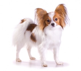 A cute papillon. A cute papillon.