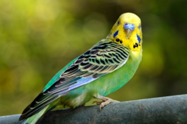 A pretty parakeet. A pretty parakeet.