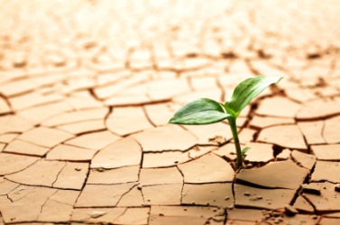 A plant struggles in parched ground. A plant struggles in parched ground.